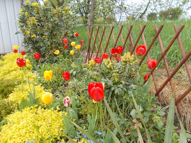 Wiosna 2017r - na rabatce tulipanowej.