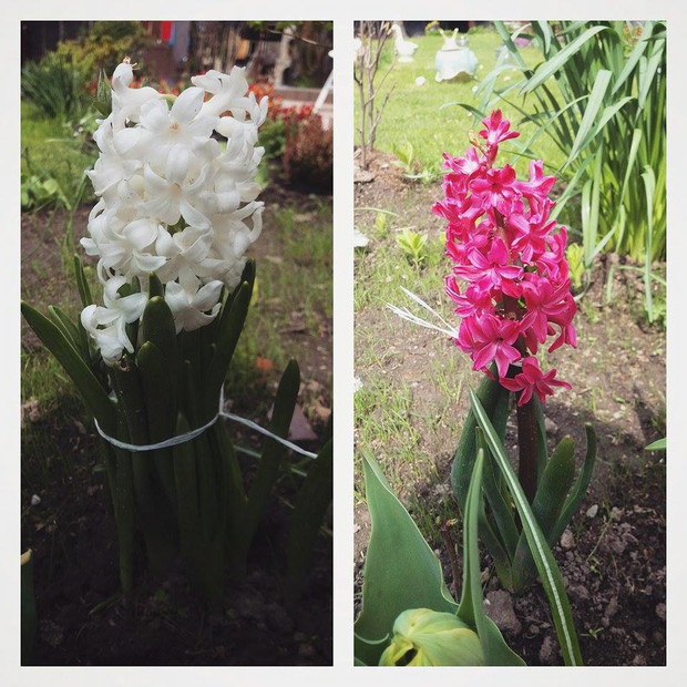 wiosną hiacynty rosną w naszym ogrodzie jak "grzyby po deszczu"