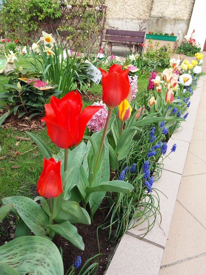 wiosna to najpiękniejsza pora roku w naszym ogrodzie