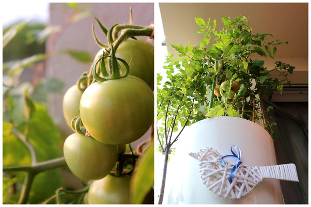 Własne uprawy :) I w ogródku "przyblokowym" można uprawiać warzywa i zebrać coś dobrego na ząb.