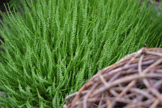 Wrzosy z roku na rok coraz to wcześniej kwitną . Na początku marca są nisko przycinane w celu lepszego zagęszczenia.