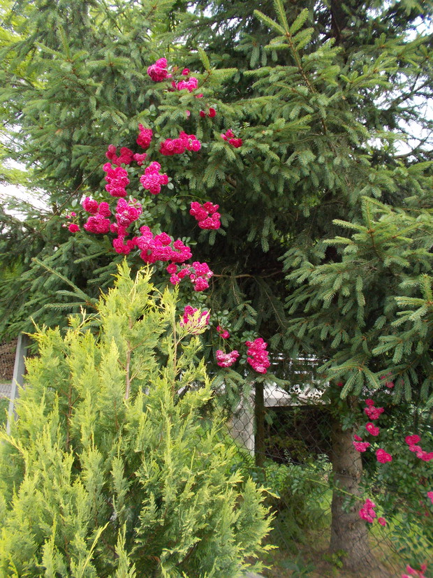 wspięła się nawet na świerka...