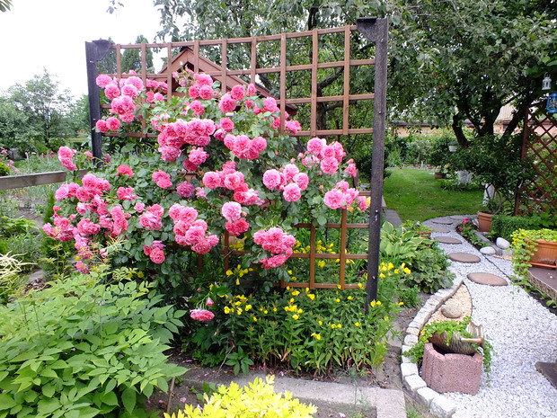 Wspinająca się po drabince róża cieszy oczy prawie całe lato.