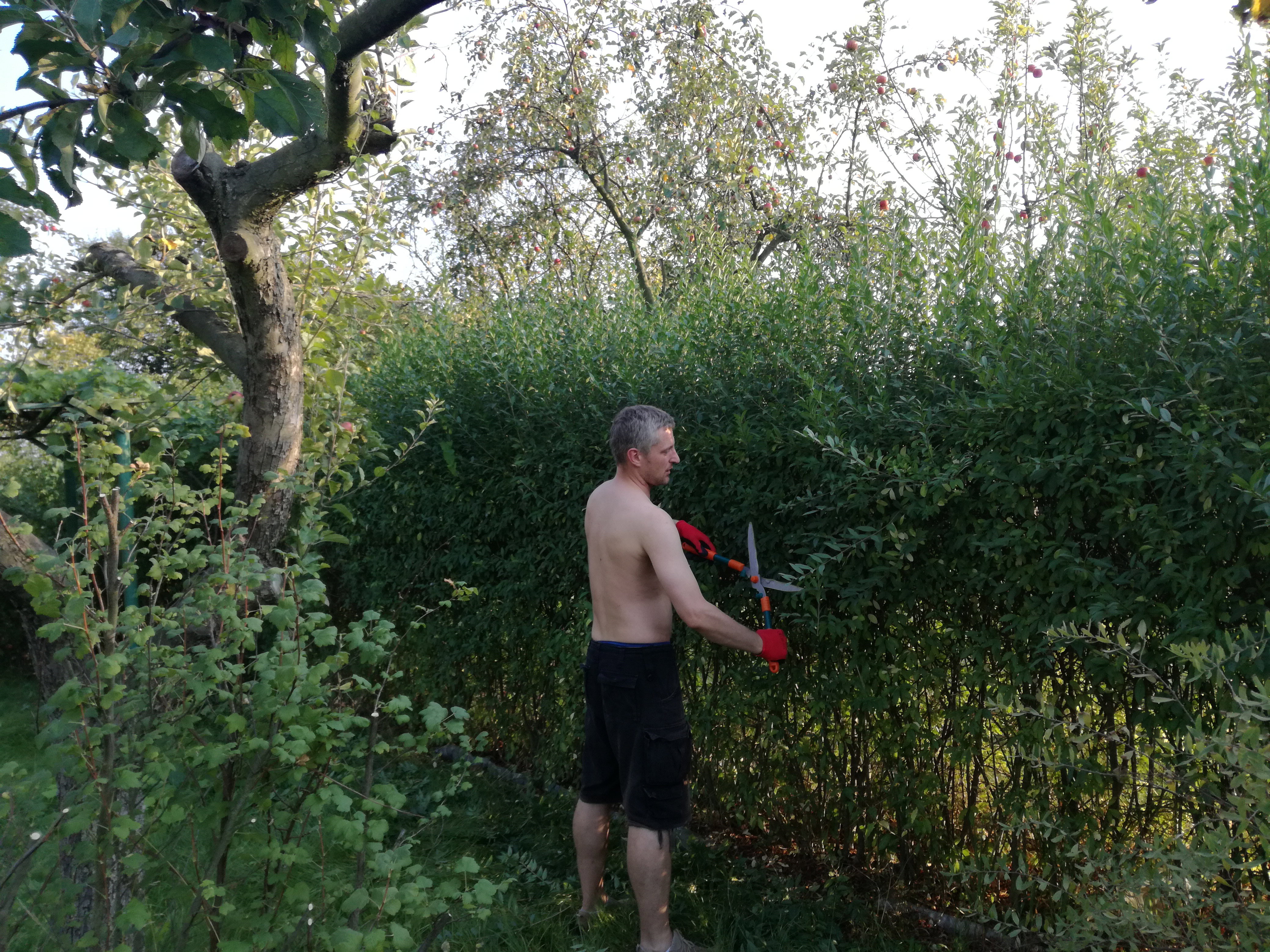 Wycinanie żywopłotu