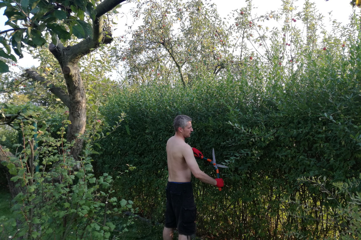 Wycinanie żywopłotu