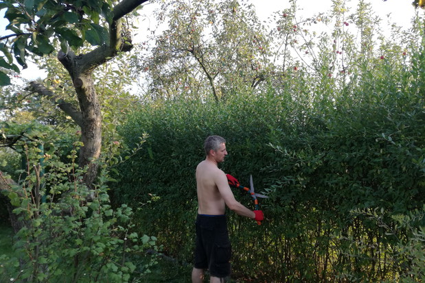 Wycinanie żywopłotu