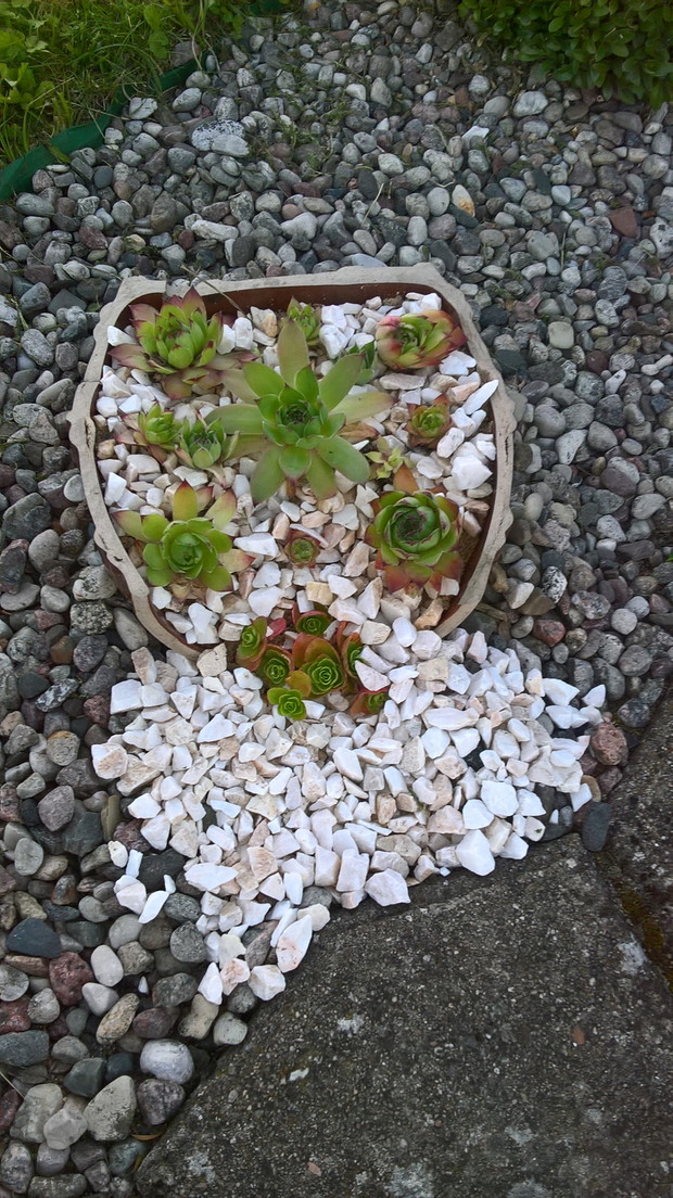 wygląda pięknie i nie wymaga zbyt dużej uwagi i pielęgnacji