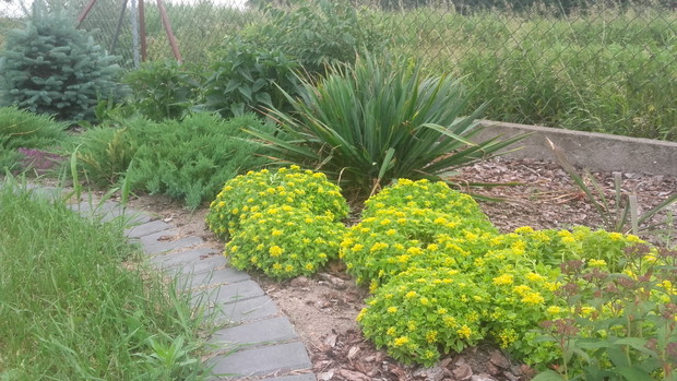 Yukki w tym roku niestety nie kwitną