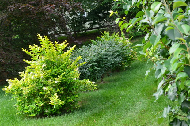 Z jednej i drugiej strony od sąsiadów wsadziliśmy żywopłot