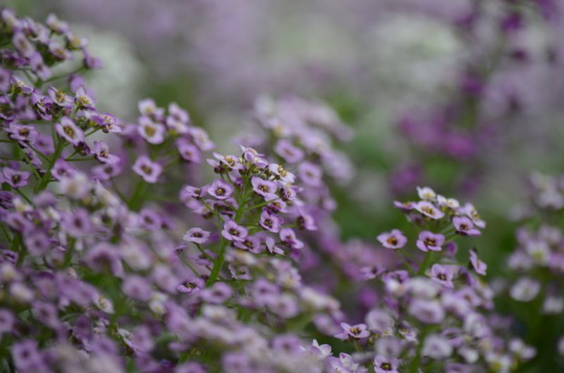 zabawa z aparatem  i roślina z bliska 