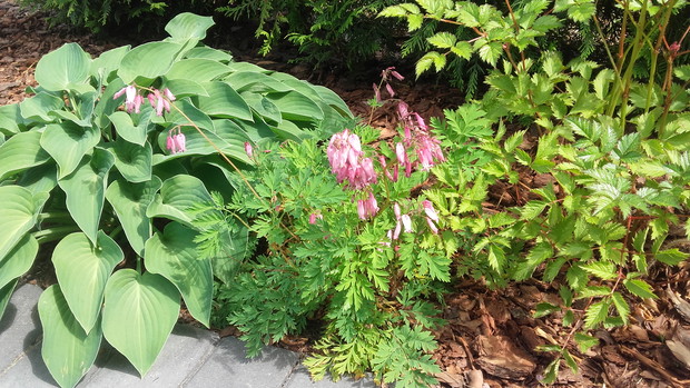 Zacieniony zakątek 2