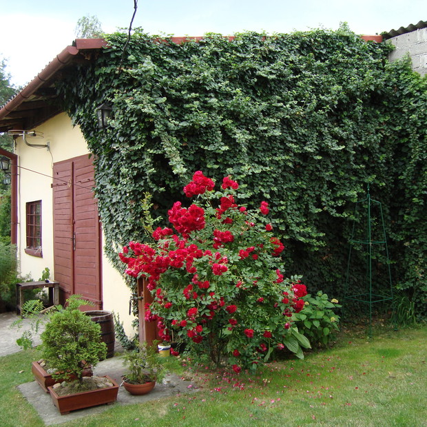 Zakątek bluszczowo-różany z drzewkami bonsai w tle.