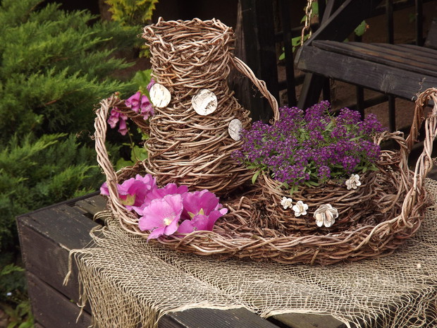  Zestaw z winobluszczu. 