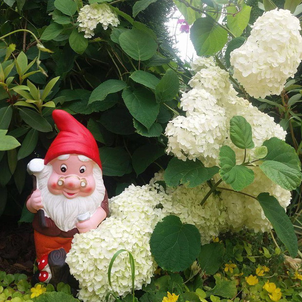 zielone zakątki ogrodu zamieszkuje wiele krasnali 