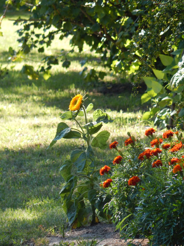...a po prawej trochę kwiecia... trochę agrestoporzeczki, berberysu, dzikiej róży i ciągnący się niemal pod sam dom bardzo stary sad owocowy...