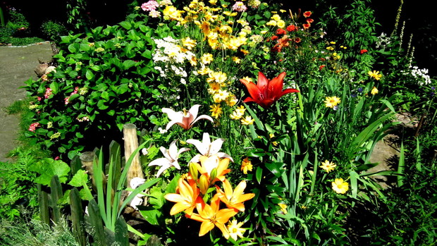 A to już kwietny bałagan przed domem. Bardzo lubię takie przenikanie się różnych kolorów.