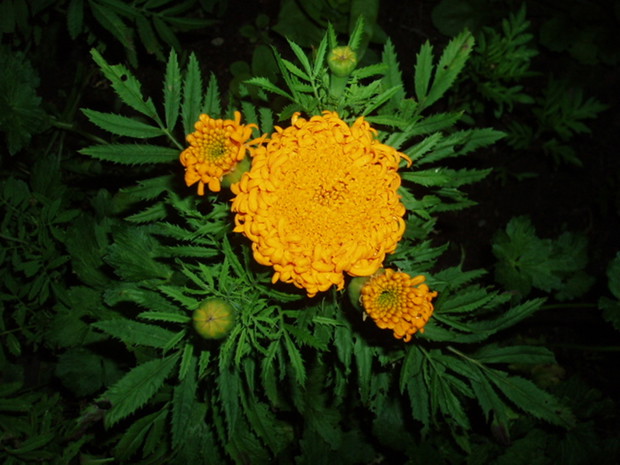 Aksamitka chryzantemowa.Ładnie kwitła w sierpniu,ale tego roku już jej nie mam.Była bardzo trudna w uprawie.