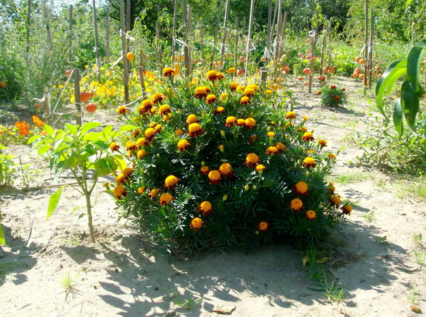 Aksamitkizabezpieczają pomidory przed nicieniami.