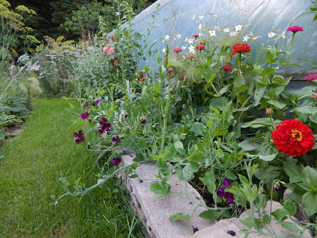 ...albo powąchać trochę groszku pachnącego, który wyłania się miejsca na inspekta...
