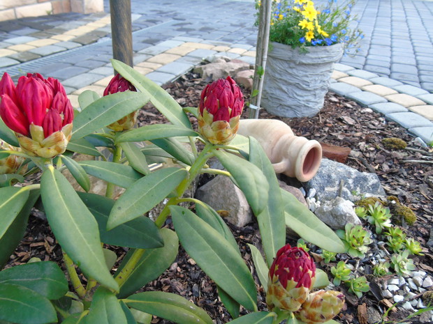 Aranżacja z dzbankiem, z którego wylewają się rojniki.