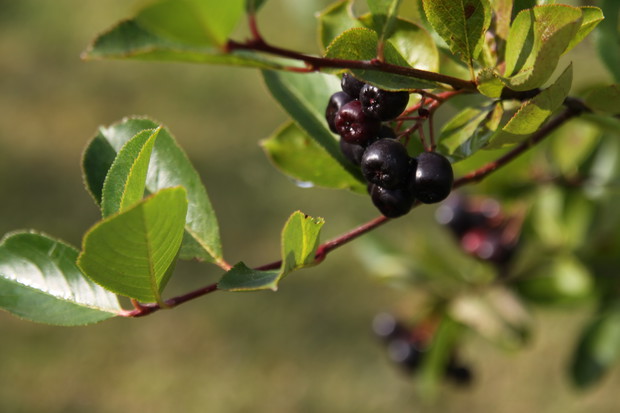 aronia 