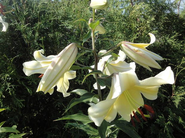 Arystokratka ,jedna z wielu ,zniewala zapachem