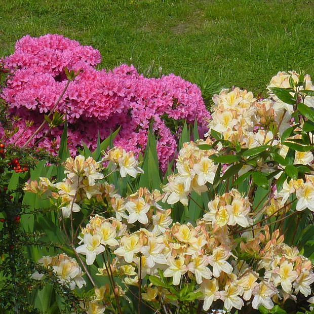 Azalia japońska i wielkokwiatowa