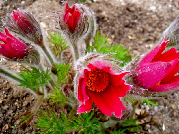 Bardzo lubię sasanki.