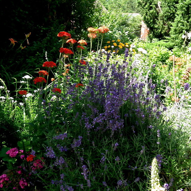 Bez lawendy nie ma ogrodu