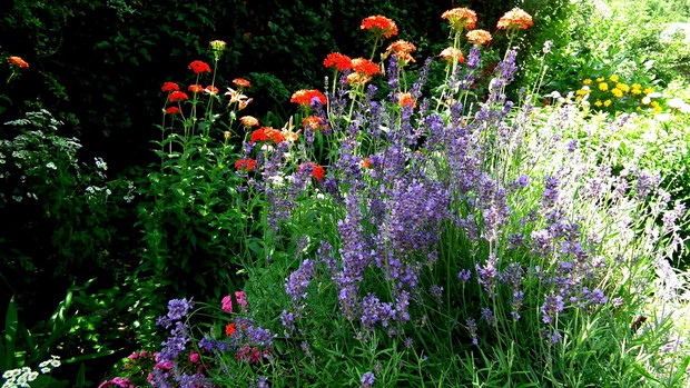 Bezproblemowe firletki lubią rosnąć wśród lawendy.