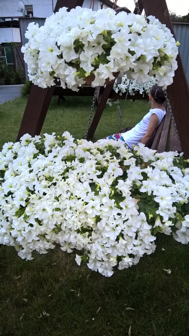 Białe poduchy na huśtawce - surfinie.