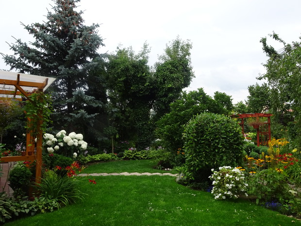 Bluszcz od lat porasta starą jabłoń.