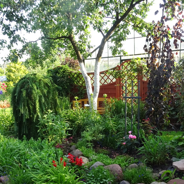 Buk o bordowych liściach, modrzew szczepiony na pniu a za nimi śliwa renkloda.