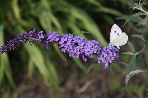 Butterfly bush