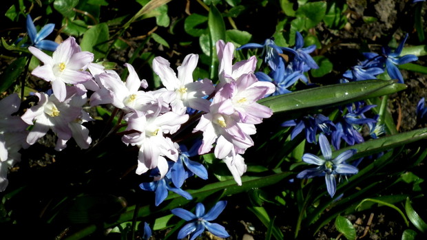 Cebulice zapowiadają wiosnę.