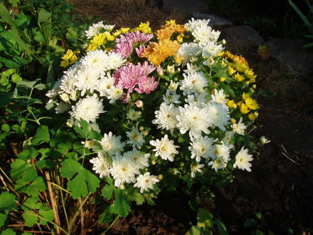 Chryzantemy także są niezniszczalne. Zdobią mi październikowe grządki.