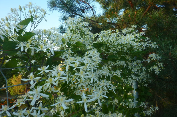 Clematis piękny jesienią