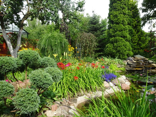 Cyprysik groszkowy przycięty w małe kulki i ciemno bordowe liliowce.