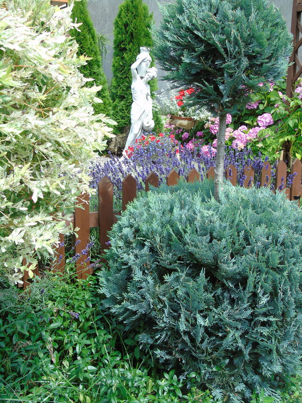 Cyprysik Lawsona ukształtowany w dwie kule.