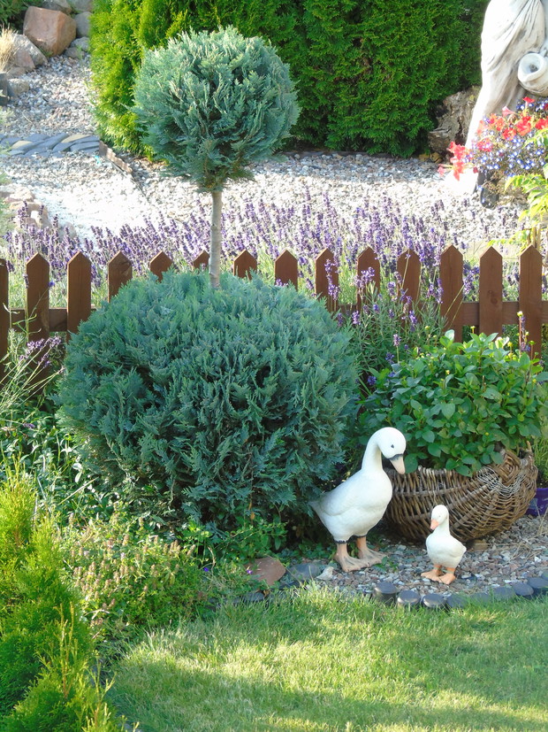 Cyprysik Lawsona w towarzystwie gąsek.