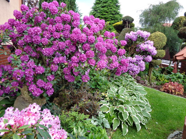 Czerwiec - to gama kolorów kwitnących i urzekających. Każdego ranka spoglądam codziennie w ogrodzie co mnie wita a co mnie żegna z uśmiechem różaneczniki.