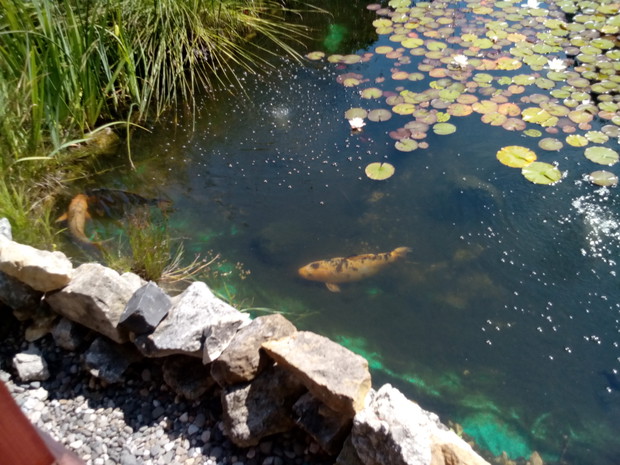 Czysta woda oczka to podstawa