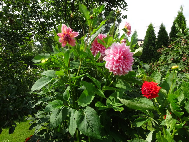 Dalie zawsze górują nad innymi kwiatami, jakby chciały powiedzieć "jesteśmy najpiękniejsze".