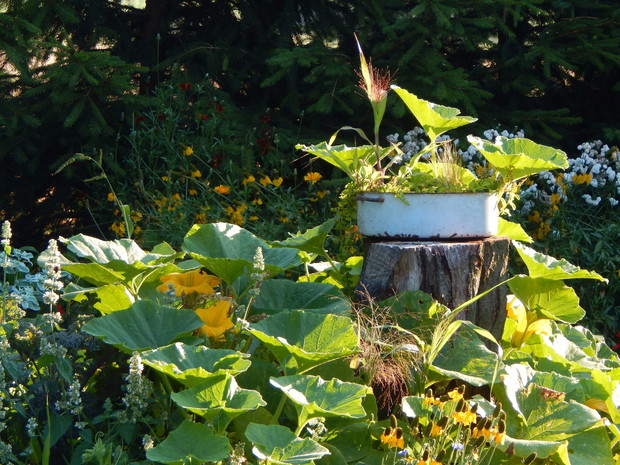 Do pierwszej wiosennej burzy była tam też pyszna mirabelka...ale teraz tylko rabatka wokół pieńka się ostała...