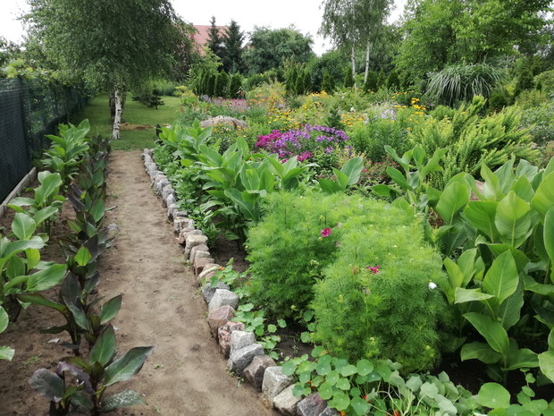 dojście do mini łąki i brzóz