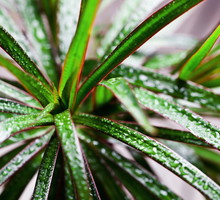 Draceny wymagają stale wilgotnej gleby, należy również od czasu do czasu zwilżyć liście. Na zdjęciu dracena obrzeżona Dracena marginata (zdj.: Shutterstock.com)