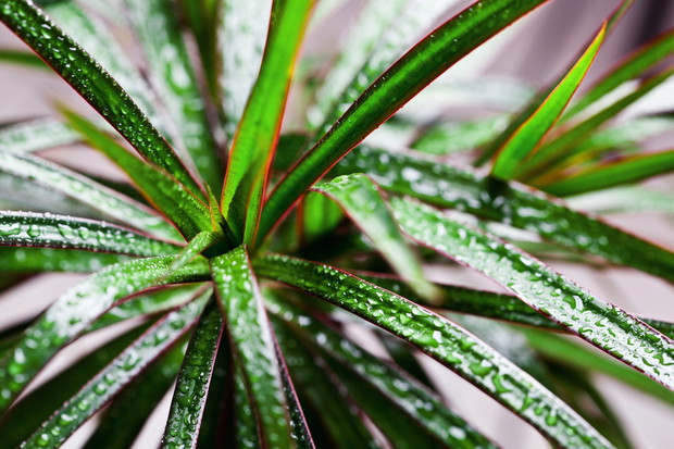 Draceny wymagają stale wilgotnej gleby, należy również od czasu do czasu zwilżyć liście. Na zdjęciu dracena obrzeżona Dracena marginata (zdj.: Shutterstock.com)