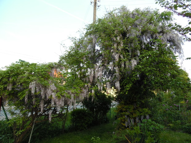  Dwie glicynie połączone.