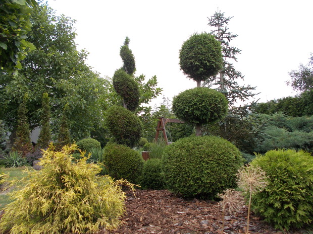 Formowane żywotniki zachodnie "Smaragd"