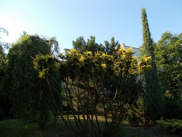 Formowany cis pospolity.